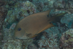 Ctenochaetus binotatus