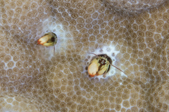 Paguritta corallicola