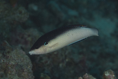 Anampses neoguinaicus
