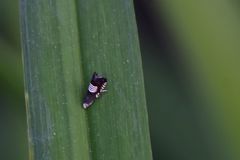 Grapholita compositella