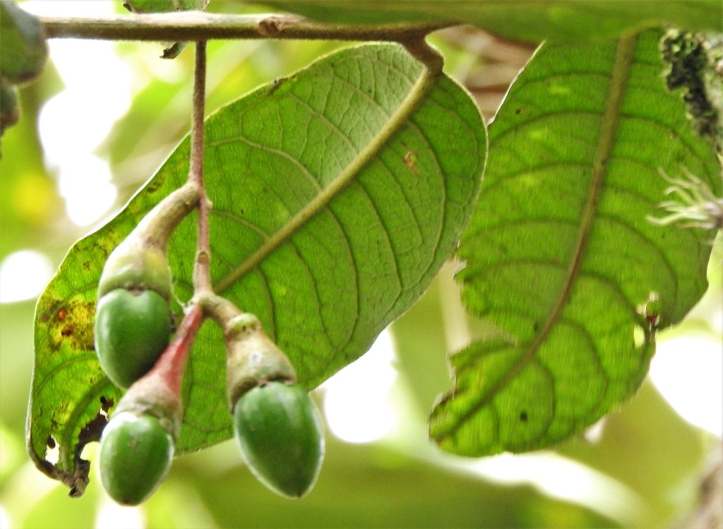 Ocotea macrophylla