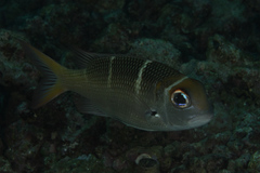 Monotaxis heterodon