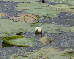 Nymphaea tetragona