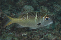 Monotaxis heterodon