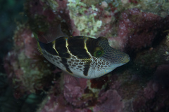 Paraluteres prionurus