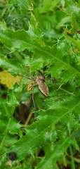 Pisaura mirabilis