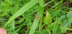 Pisaura mirabilis