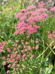 Pimpinella major