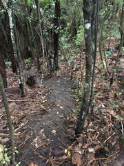 Hedycarya arborea