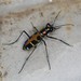Iridescent Tiger Beetle - Photo (c) Tom Marshall, some rights reserved (CC BY), uploaded by Tom Marshall