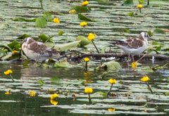 Chroicocephalus ridibundus