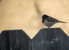 Junco hyemalis