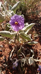 Solanum lasiophyllum