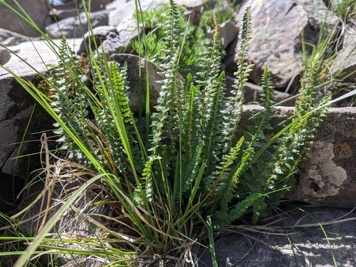 Polystichum lachenense, photograph 6