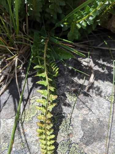 Image of Polystichum lachenense by (c) Cheng-Te Hsu, some rights reserved (CC BY)