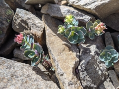 Phedimus subcapitatum