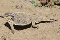 Phrynosoma cerroense
