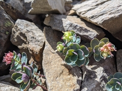 Phedimus subcapitatum