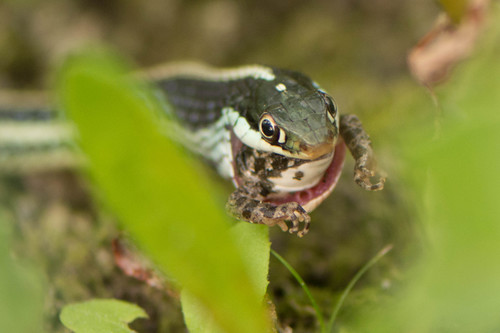Western Ribbon Snake