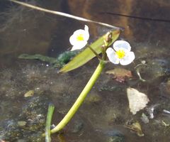 Sagittaria natans