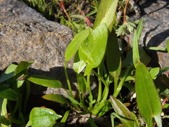 Sagittaria natans
