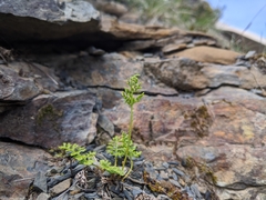 Cryptogramma brunoniana
