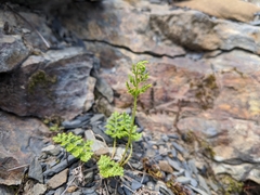 Cryptogramma brunoniana