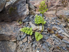 Cryptogramma brunoniana