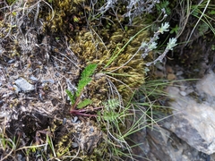 Chaerophyllum taiwanianum