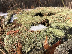 Cladonia incrassata