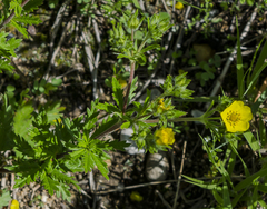 Potentilla intermedia