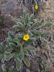 Argentina tugitakensis