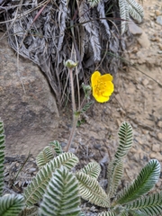 Argentina tugitakensis