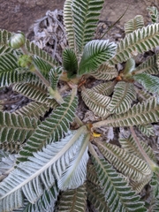 Argentina tugitakensis