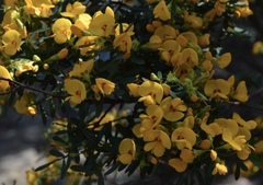 Pultenaea flexilis