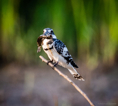 Ceryle rudis