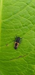 Harmonia axyridis