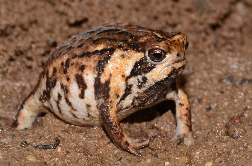 Rain Frogs (Genus Breviceps) · iNaturalist
