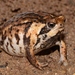 Sand Rain Frog - Photo no rights reserved, uploaded by Marius Burger