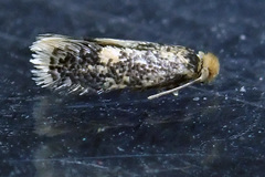 Ectoedemia septembrella