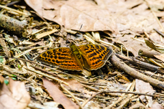 Apectinaria