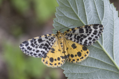 Arichanna melanaria