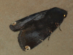 Callyna monoleuca