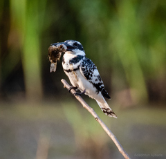 Ceryle rudis