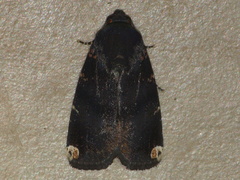 Callyna monoleuca