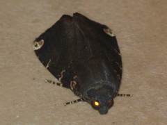 Callyna monoleuca