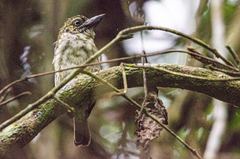 Pogoniulus scolopaceus