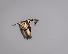 Ceryle rudis