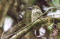 Pogoniulus scolopaceus