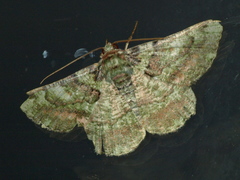 Aeolochroma turneri